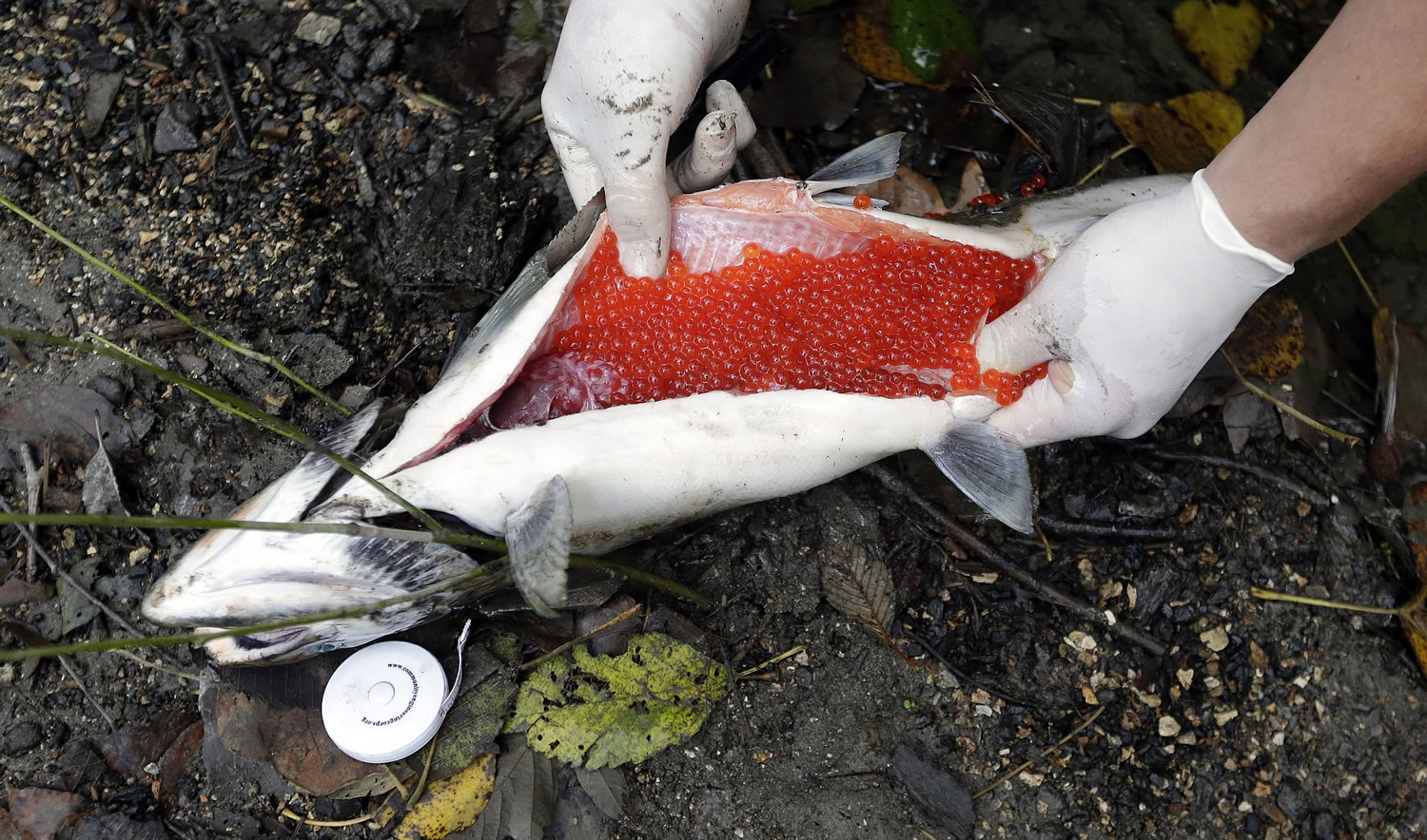 Stormwater pollution in Puget Sound streams kills coho - The Columbian