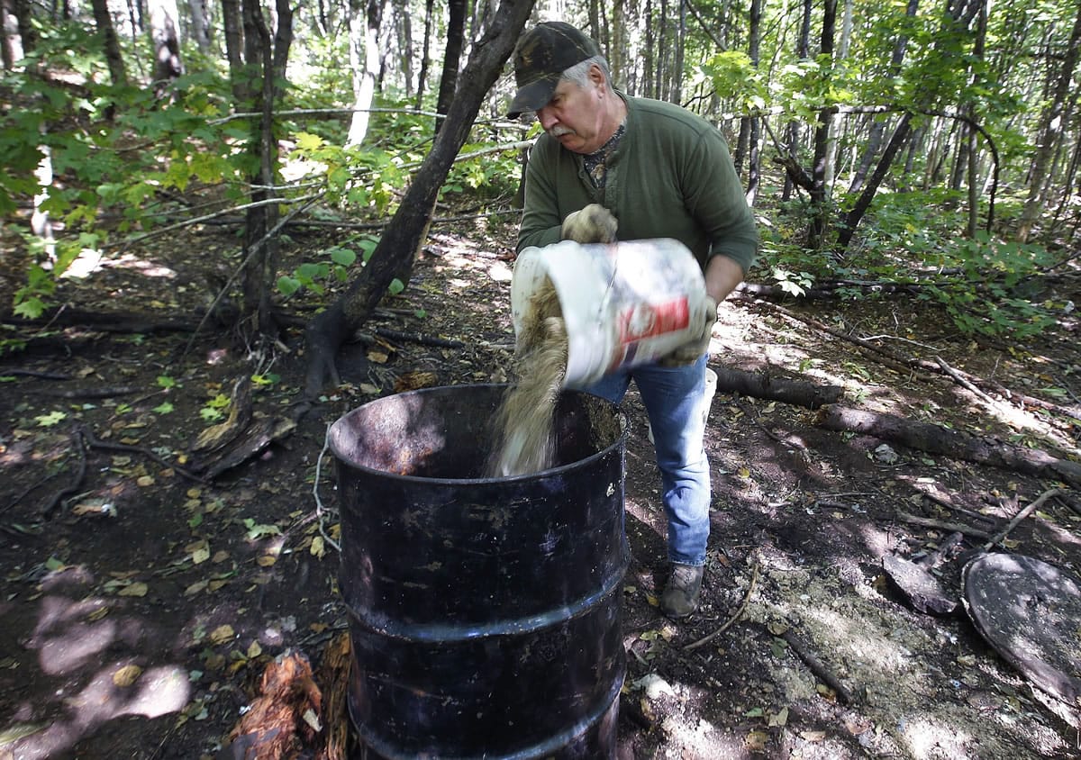 Maine bear bait vote sparks interest - The Columbian