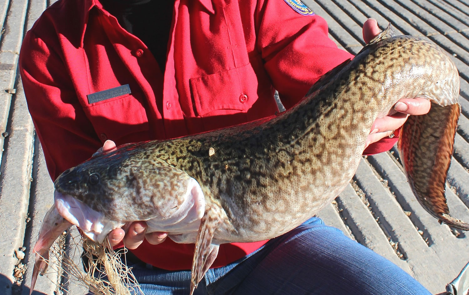 Lack of ice on reservoir gives an ugly invasive fish brief