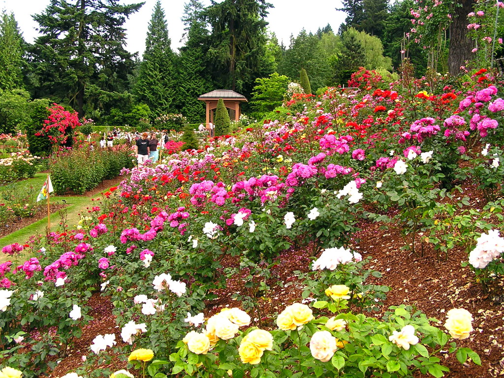 Portland Rose Garden S History Lies In