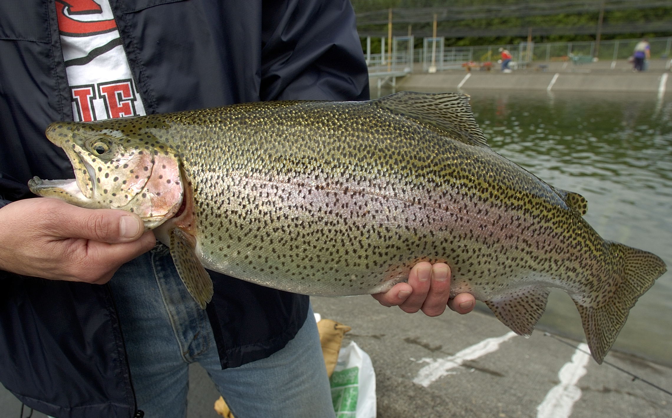 Sturdy rainbow trout a favored fish - The Columbian