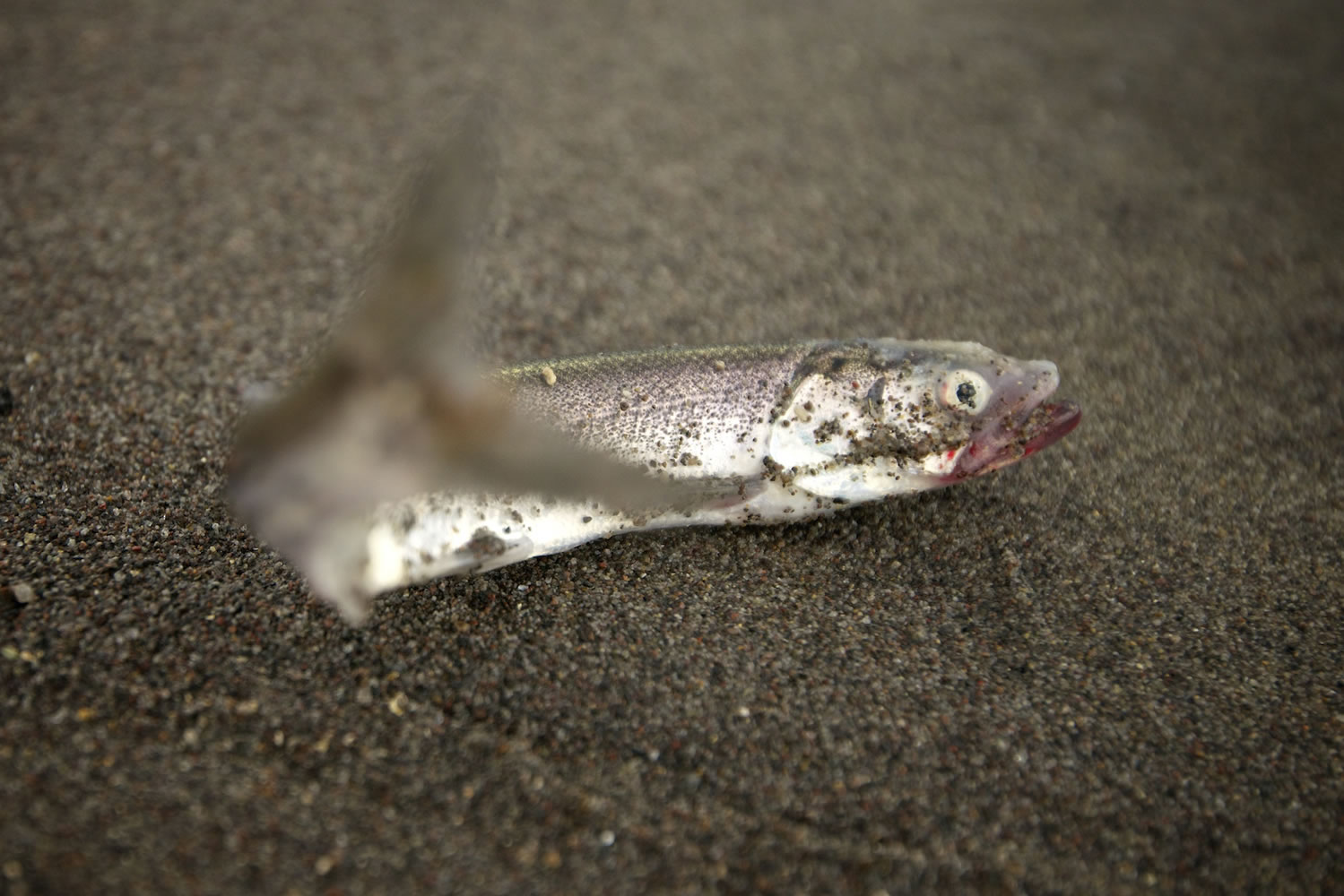 Big smelt return likely slowing Columbia spring chinook fishing - The  Columbian