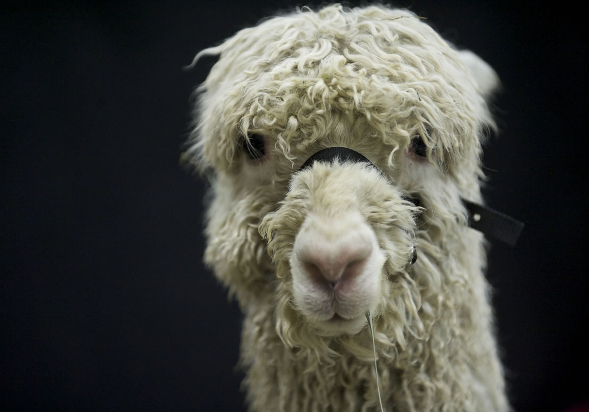 Alpacas: Fleece to meet you - The Columbian