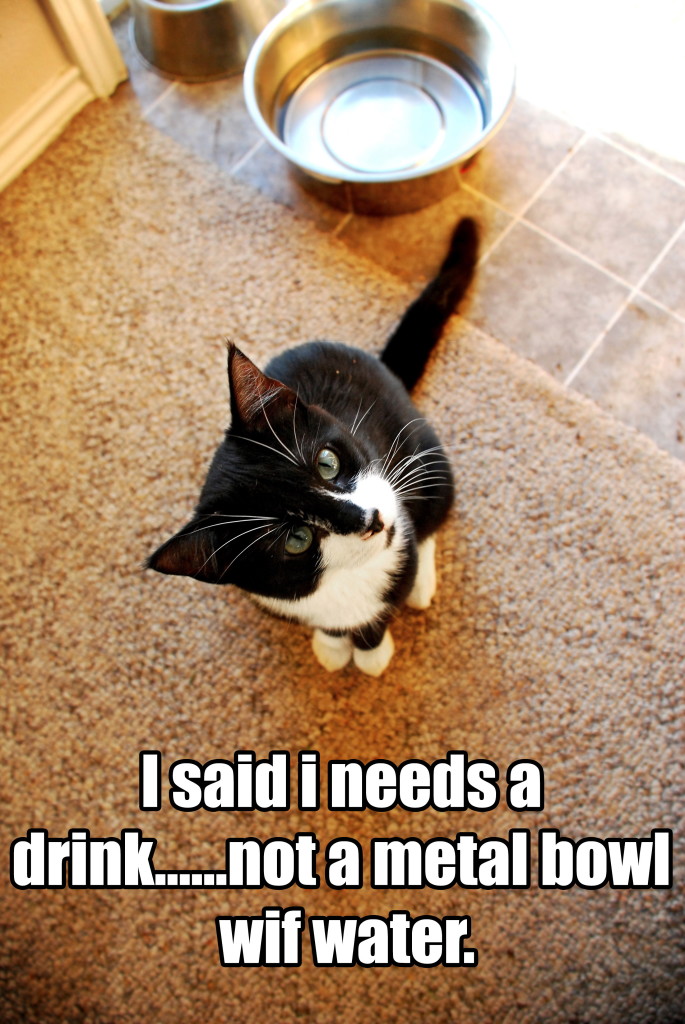 I Can Has Cheezburger? - simons-cat - Funny Animals Online