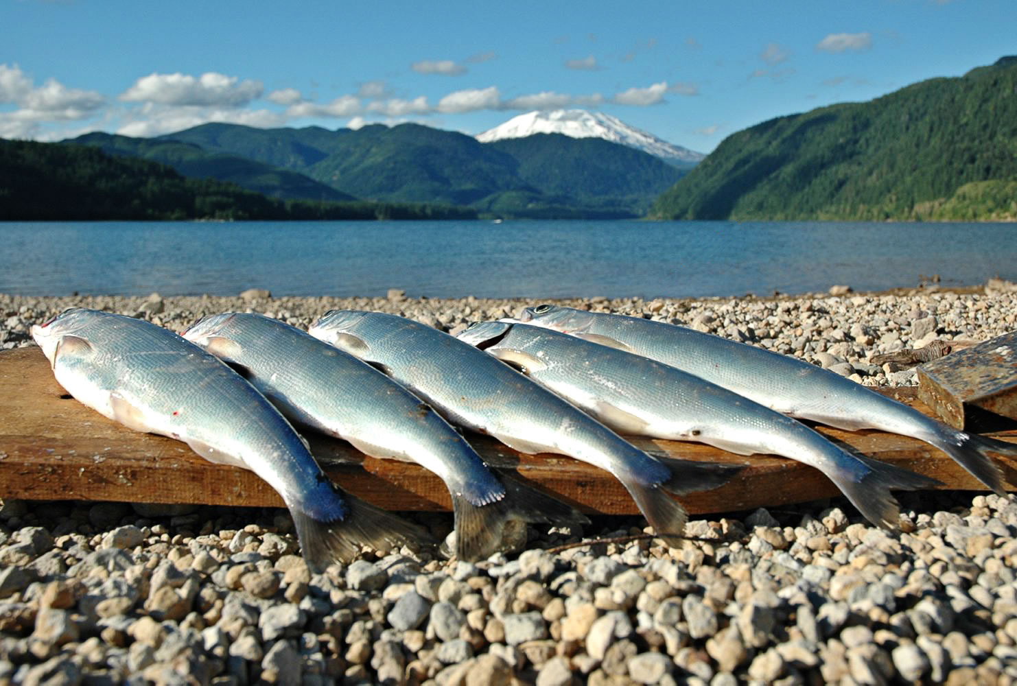 Catch More Kokanee with these Useful Tips