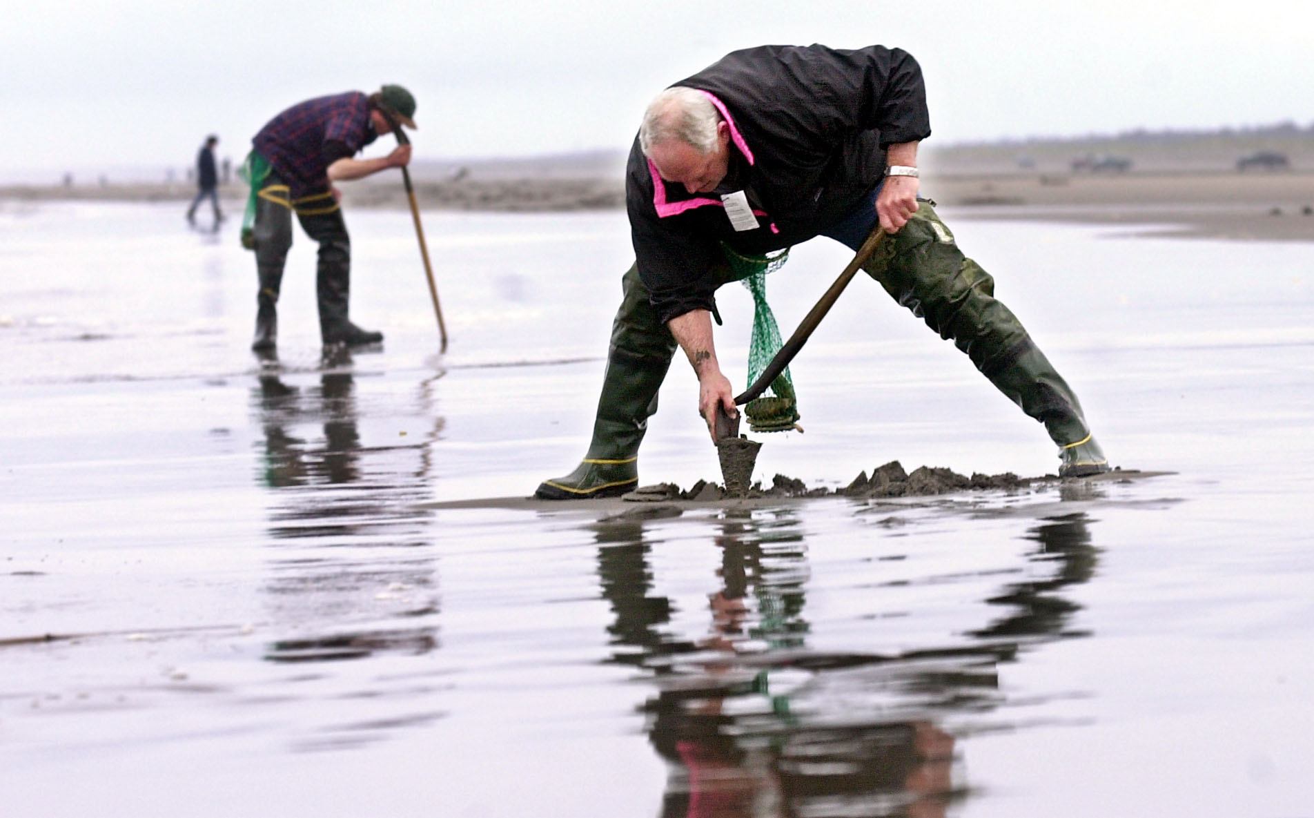 Long Beach opens for razor clam digging - The Columbian
