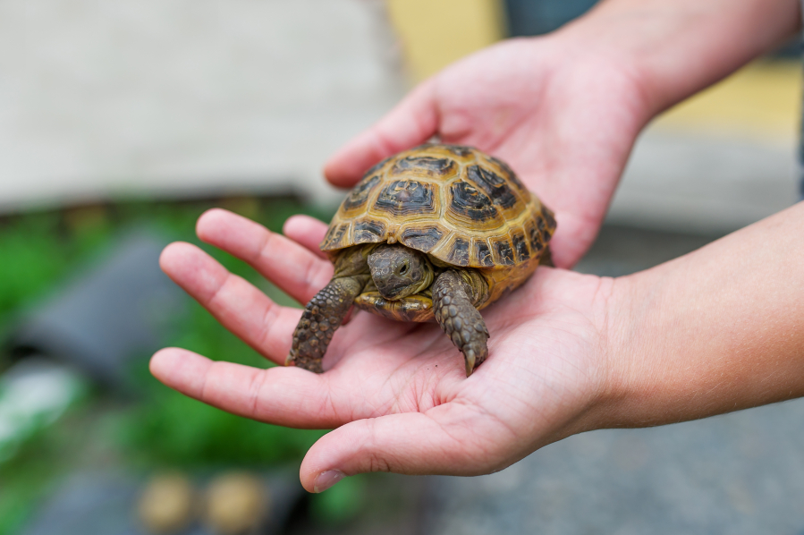 Pet turtle may make your child sick - The Columbian