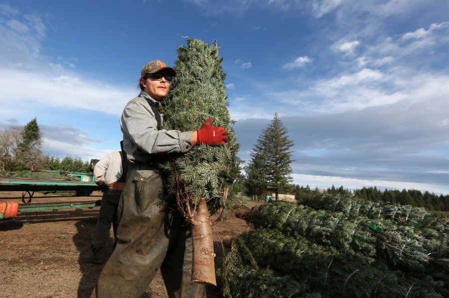 Christmas tree prices expected to rise amid shortages - The Columbian