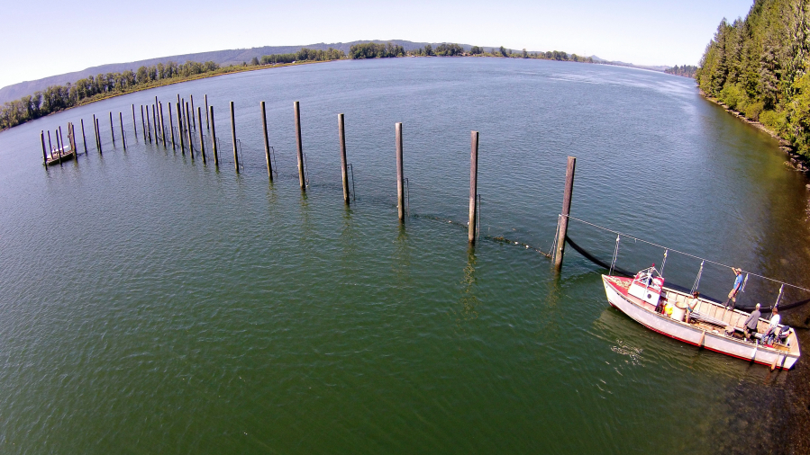 Fish traps of past may help future of Columbia salmon - The Columbian