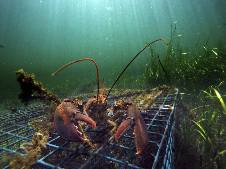 Canada buoys U.S. lobster fishery - The Columbian