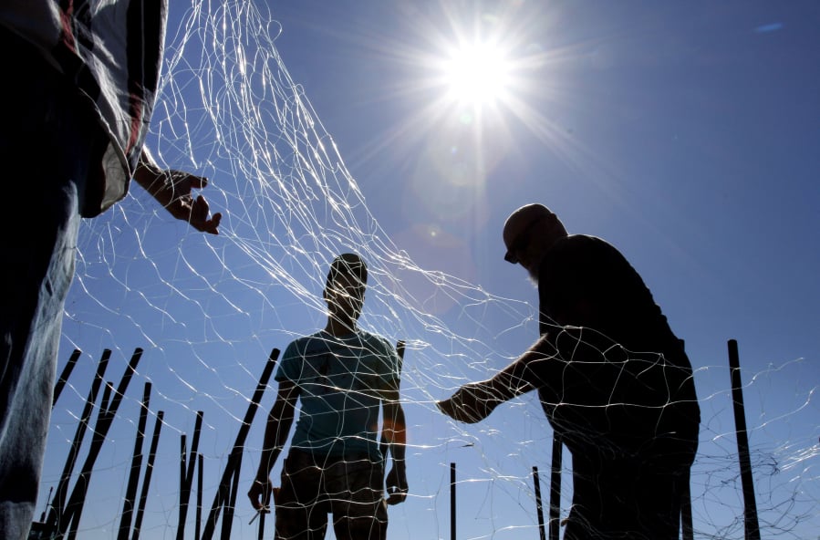 Days of gillnetting on lower Columbia River may be numbered - The