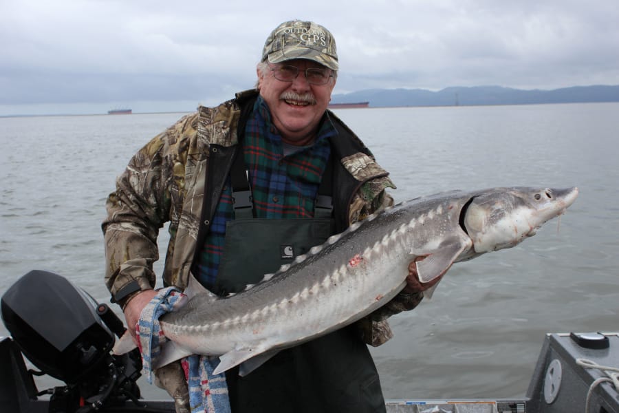Sturgeon Strength: Columbia offers catch-and-release challenge - The  Columbian