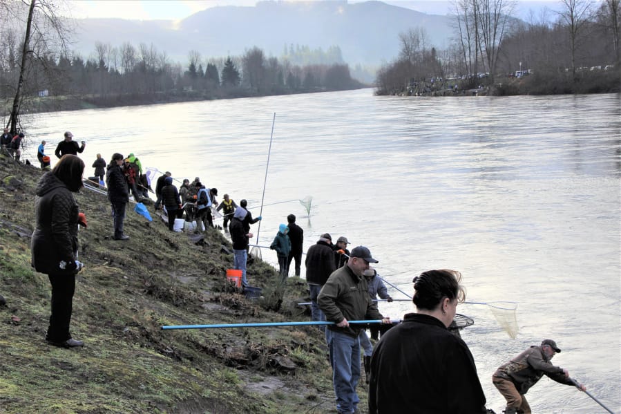 Come take a dip: Cowlitz River popular for one-day smelt dipping - The  Columbian