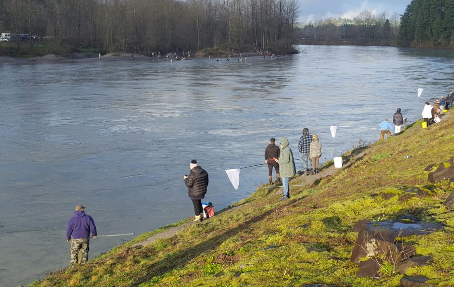 Come take a dip: Cowlitz River popular for one-day smelt dipping