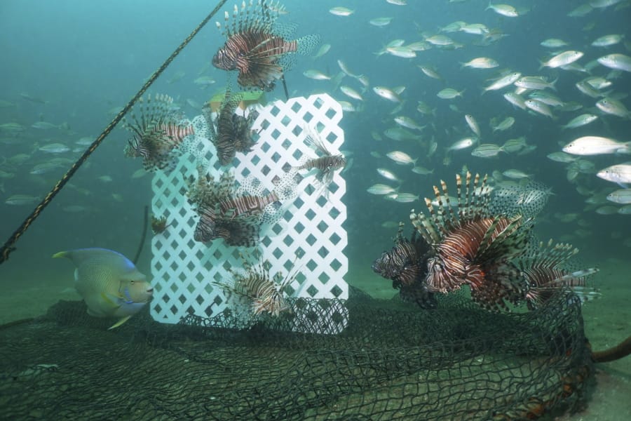 Scientists work to build a better lionfish trap - The Columbian