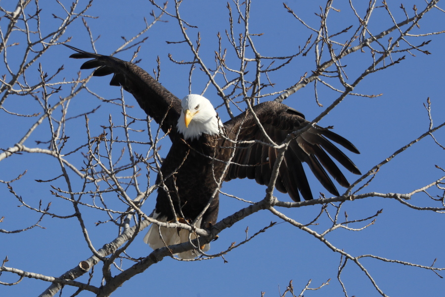 Bald Eagle ID — Maryland Bird Conservation Partnership