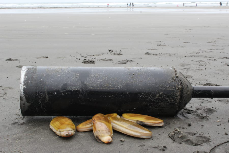 Next round of razor clam digs approved - The Columbian