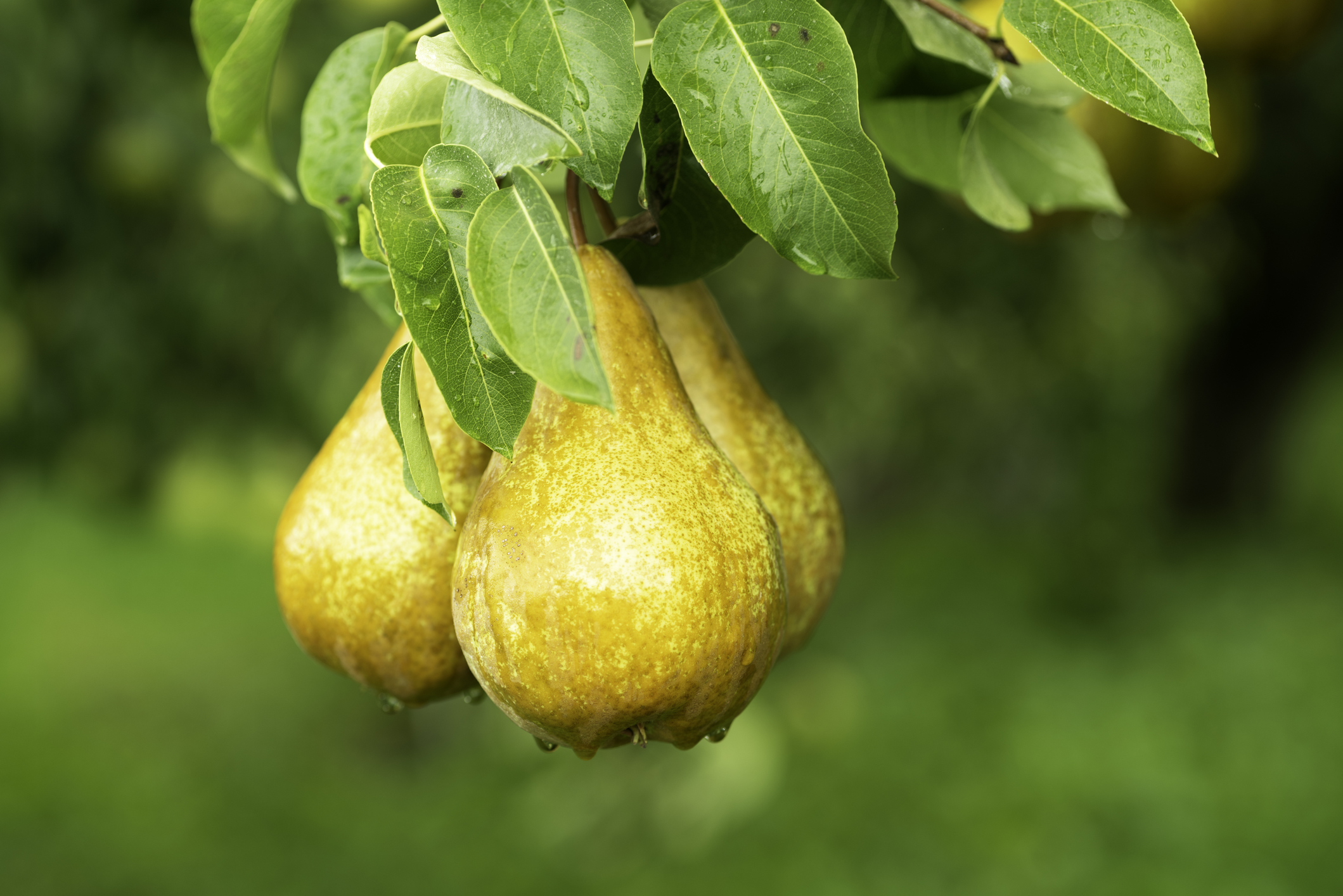 Food, fresh pear, fruit, organic, pear, pears icon - Download on