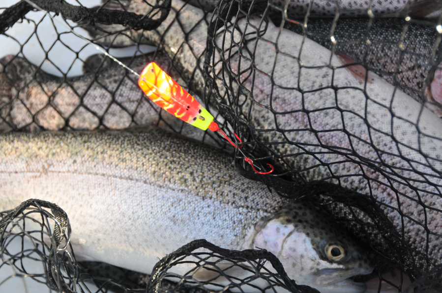 Trout anglers ready to chase after a big Black Friday bounty - The