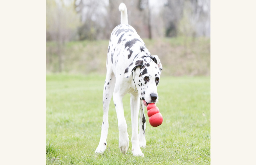 These gifts help anxious dogs - The Columbian
