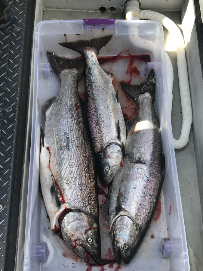 Fishing report for lower Columbia River mainstem and tributaries: March 28  - The Columbian