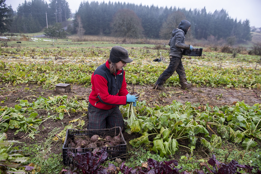 Mache: A cold weather salad green — FEED Cooperative