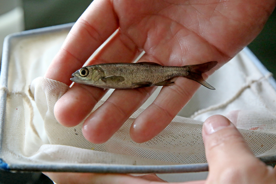 As a sacred minnow nears extinction, Native Americans of Clear