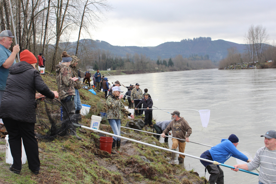 Prospects good for at least 1 Cowlitz River smelt dip - The Columbian