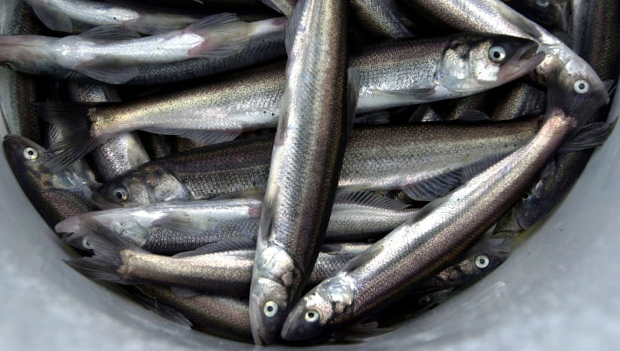 Dead smelt wash ashore in Vancouver - The Columbian