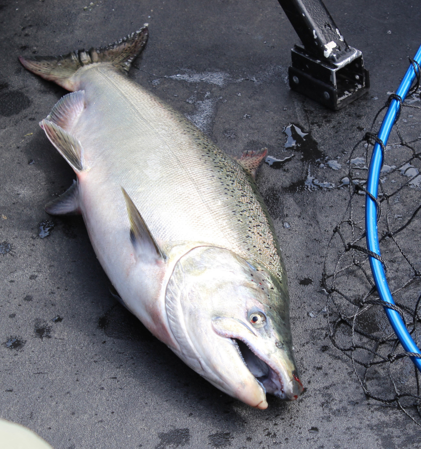 Fishing report: Fall chinook fishing opens Tuesday with some