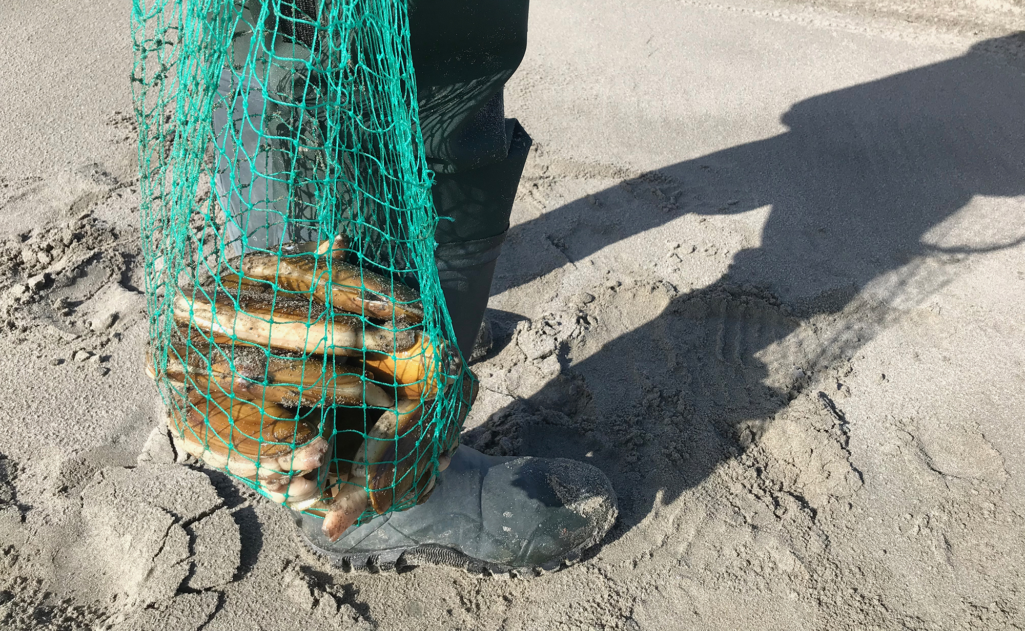 WDFW approves seven days of coastal razor clam digs starting Nov