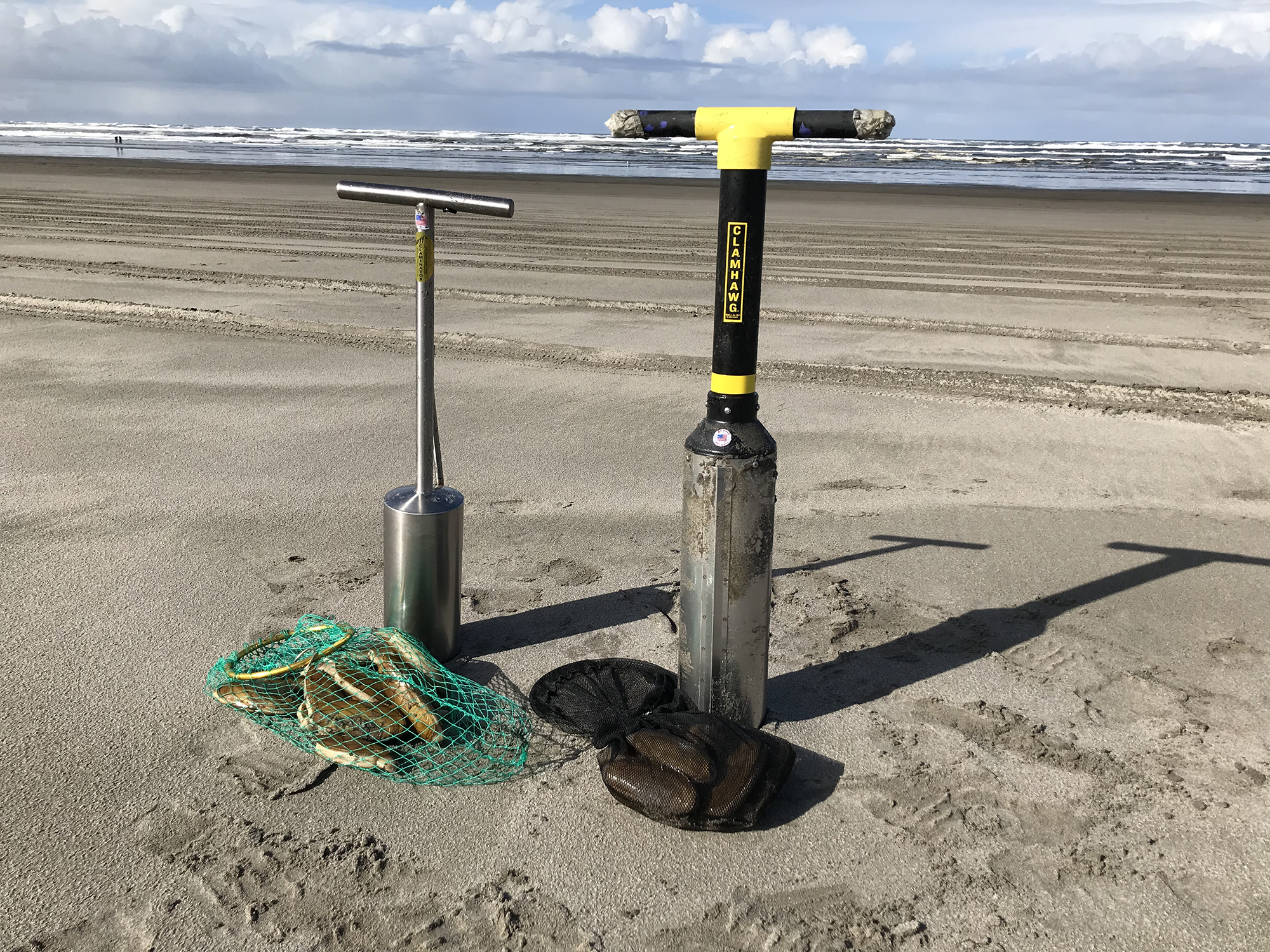 Oregon clam digging season gets started as Washington's ends - The