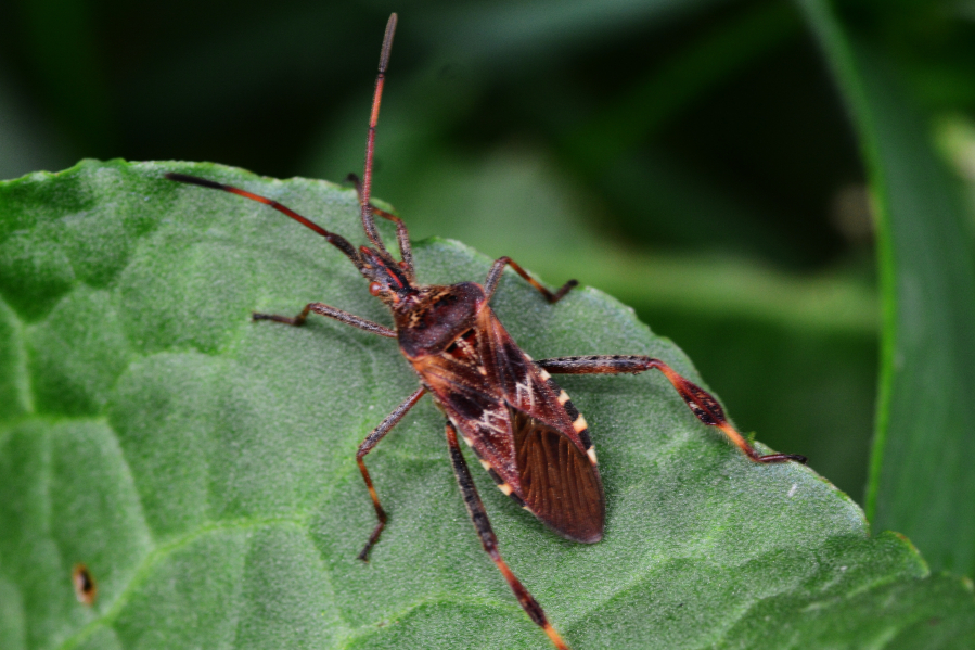 Good, Bad & Bugly: Is that pest a stink bug, squash bug or western