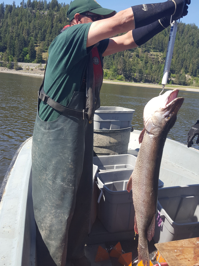 Northern Pike remains top invasive species in Columbia River