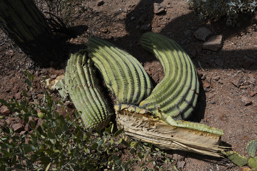 The Saguaro Cactus: All About These Desert Plants in Arizona
