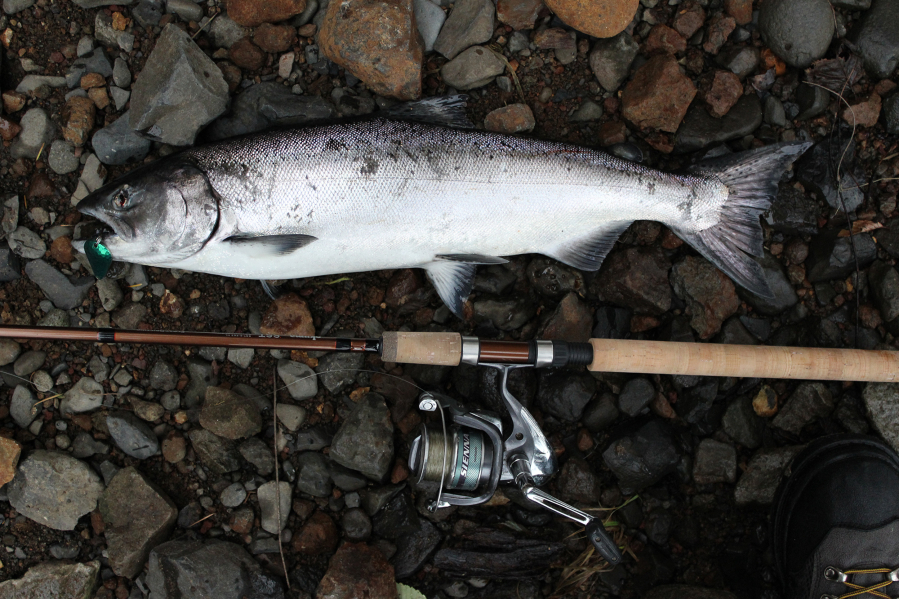 Coho salmon fishing season on Columbia River should be a good one - The  Columbian