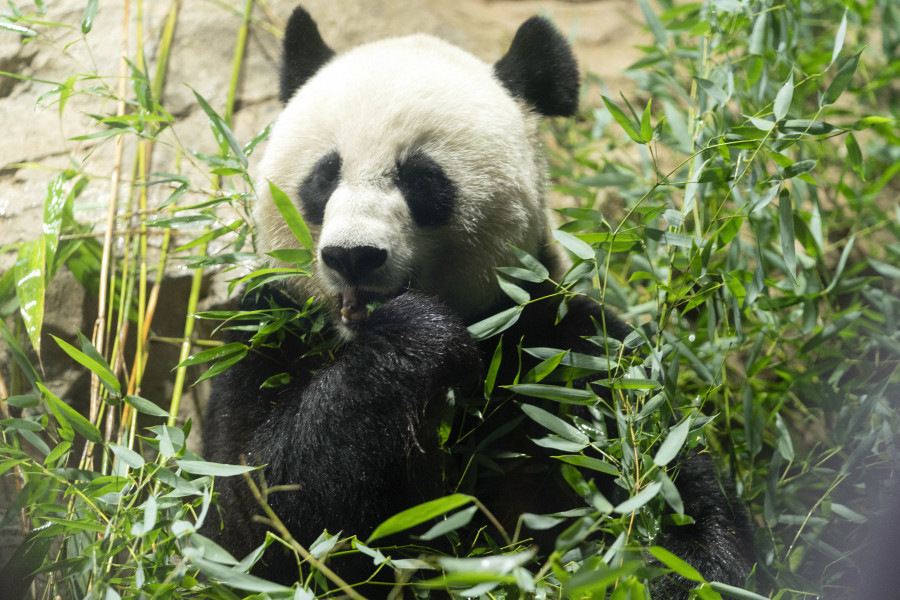 With return of three pandas to China, U.S. could soon have none