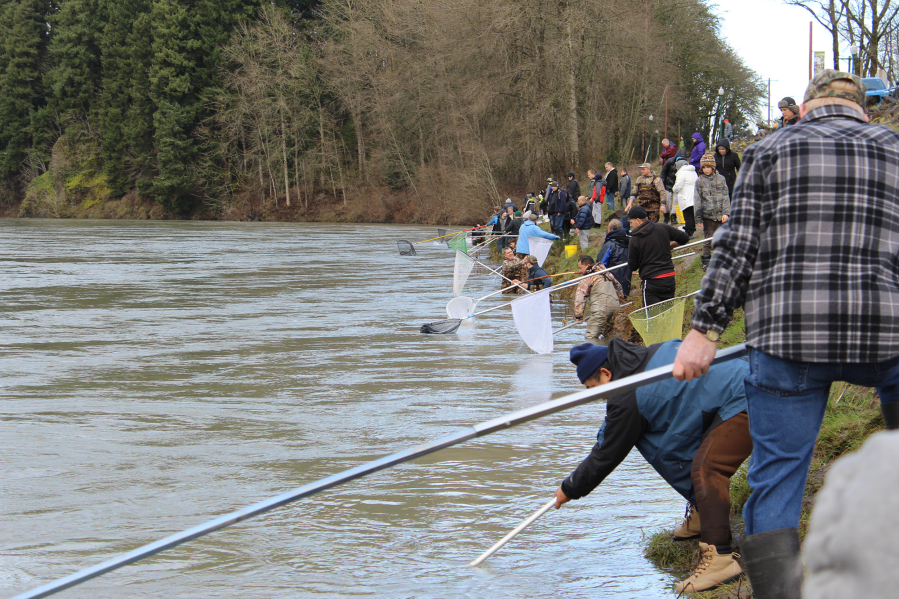 One-day Cowlitz River smelt dip approved for Thursday - The Columbian